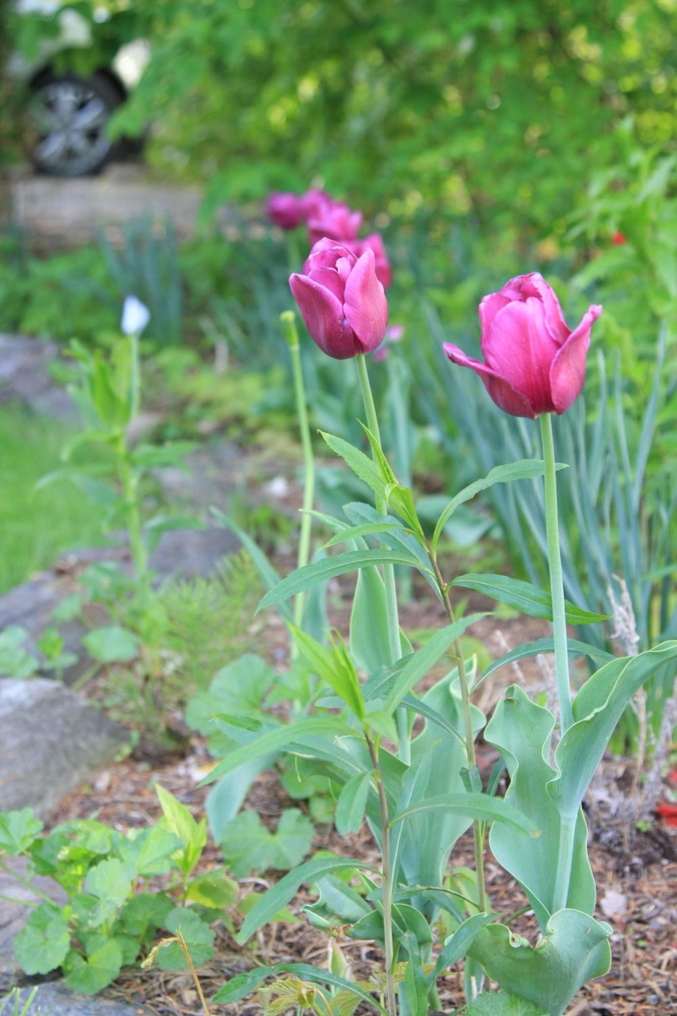 Phineas Swann Inn & Spa Montgomery Center エクステリア 写真